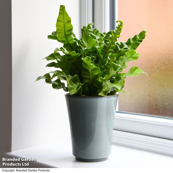 Asplenium nidus 'Crispy Wave'
