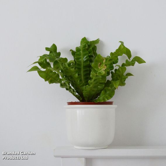 Asplenium nidus 'Crispy Wave'