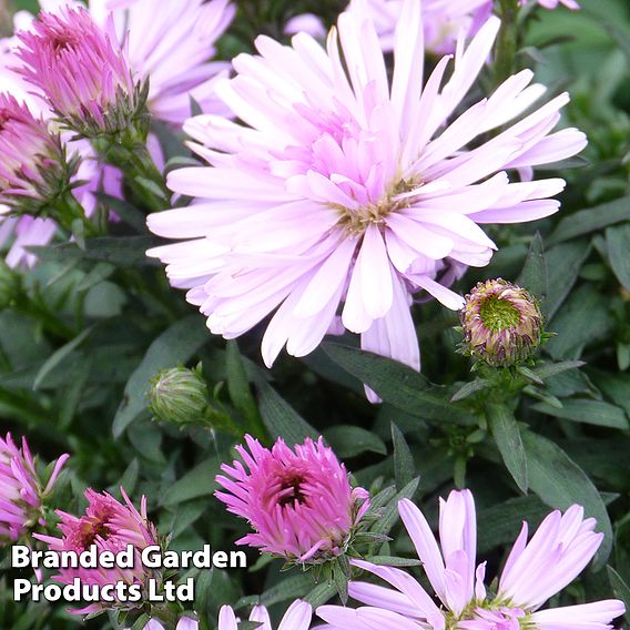 Aster novi-belgii 'Chatterbox'
