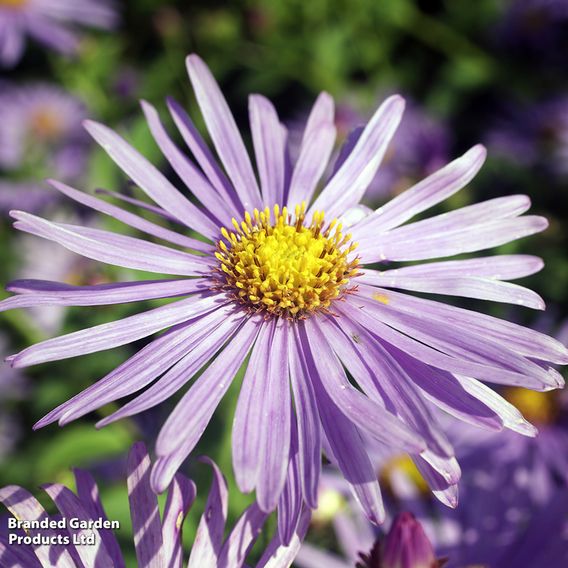 Aster x frikartii 'Mönch'