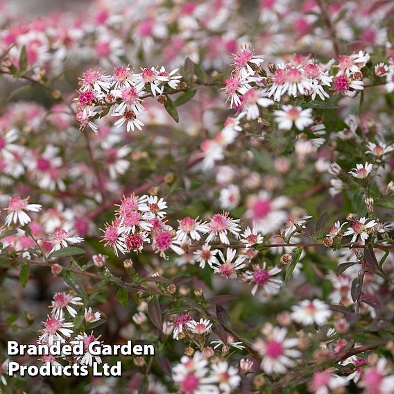 Aster novi-belgii 'Lady in Black'