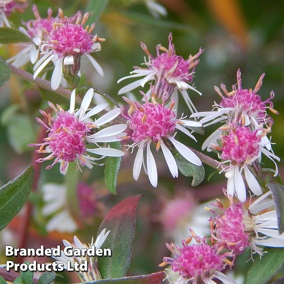 Aster novi-belgii 'Lady in Black'