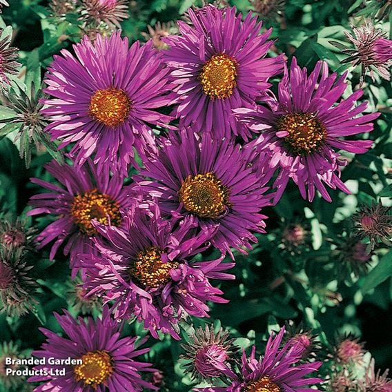 Symphyotrichum novae-angliae 'Purple Dome'
