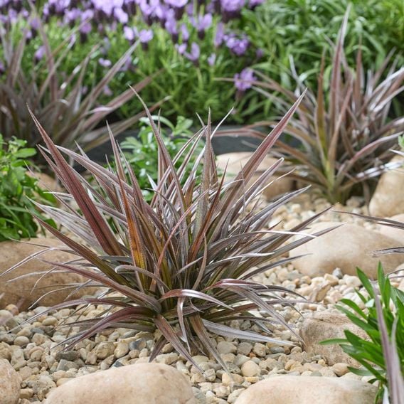 Astelia 'Red Shadow'