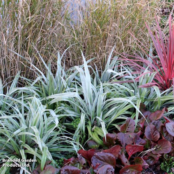 Astelia 'Silver Shadow'