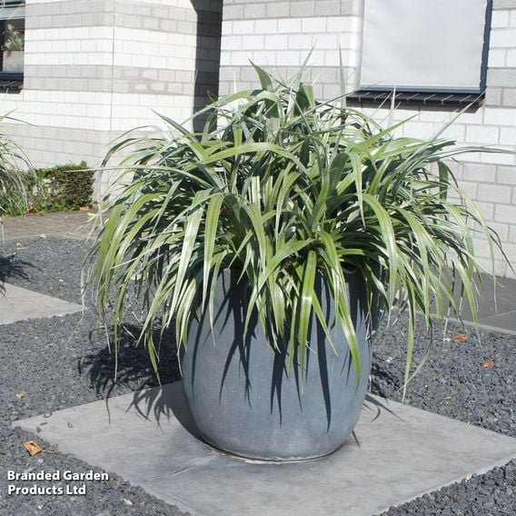 Astelia 'Silver Shadow'