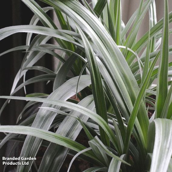 Astelia 'Silver Shadow'