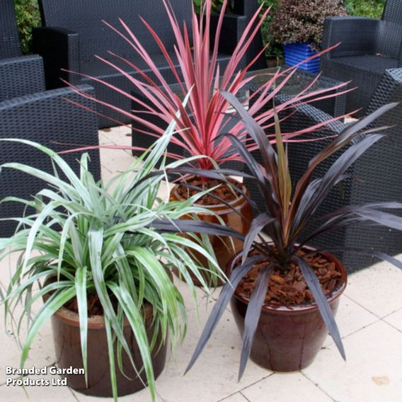 Astelia 'Silver Shadow'