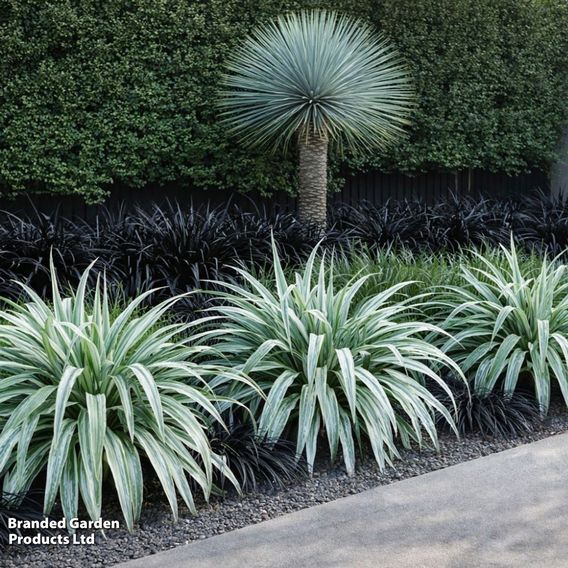Astelia 'Silver Shadow'