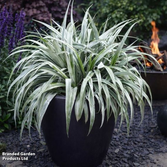 Astelia 'Silver Shadow'