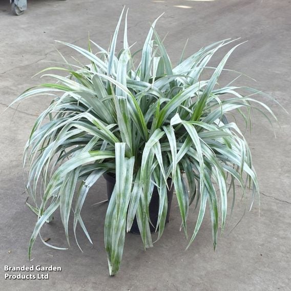 Astelia 'Silver Shadow'