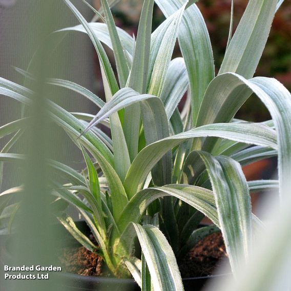 Astelia 'Silver Shadow'