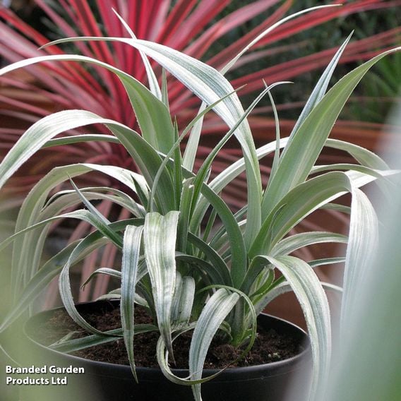 Astelia 'Silver Shadow'