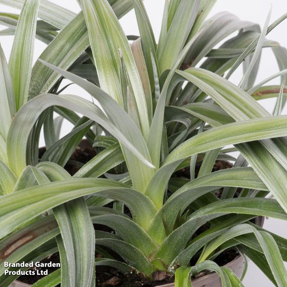 Astelia 'Silver Shadow'