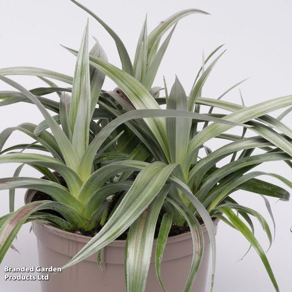 Astelia 'Silver Shadow'