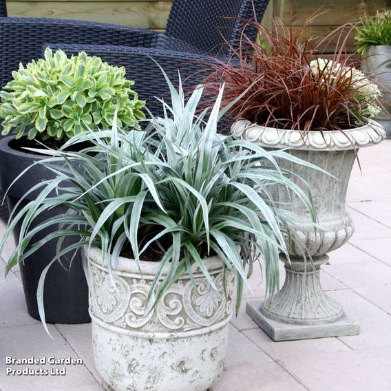 Astelia 'Silver Shadow'
