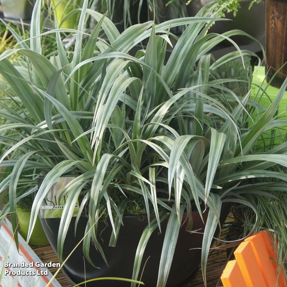 Astelia 'Silver Shadow'