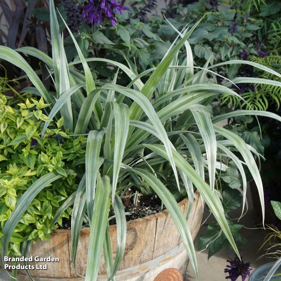 Astelia 'Silver Shadow'