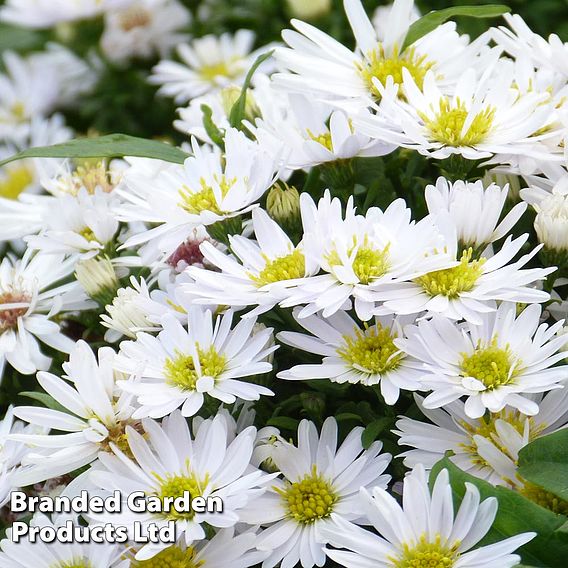 Aster novi-belgii 'Snowsprite'