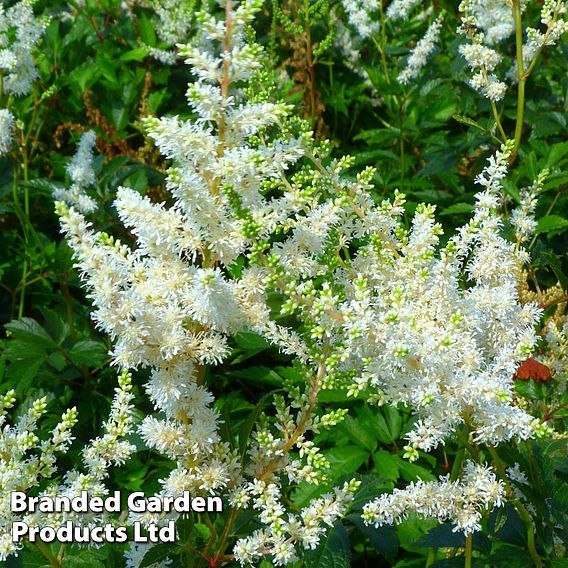 Astilbe x arendsii 'Weisse Gloria'