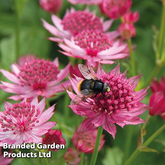 Astrantia major 'Venice'