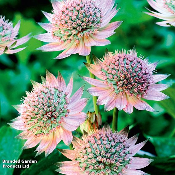 Astrantia Duo