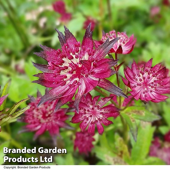 Astrantia major 'Moulin Rouge'