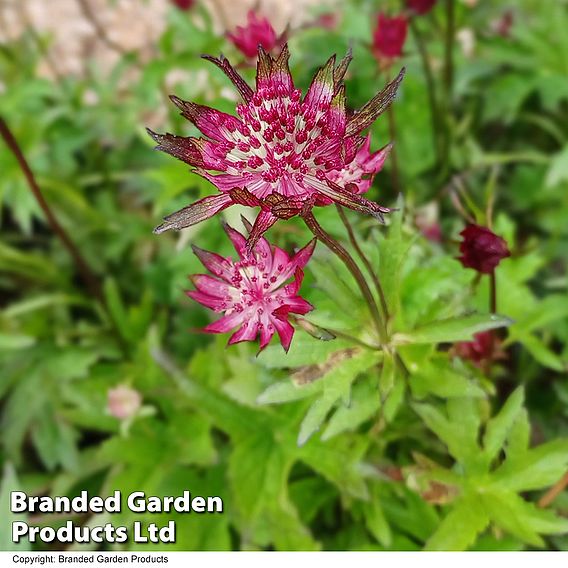 Astrantia major 'Moulin Rouge'