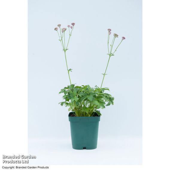 Astrantia major 'Roma'