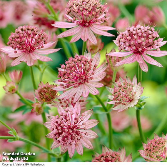 Astrantia major 'Roma'