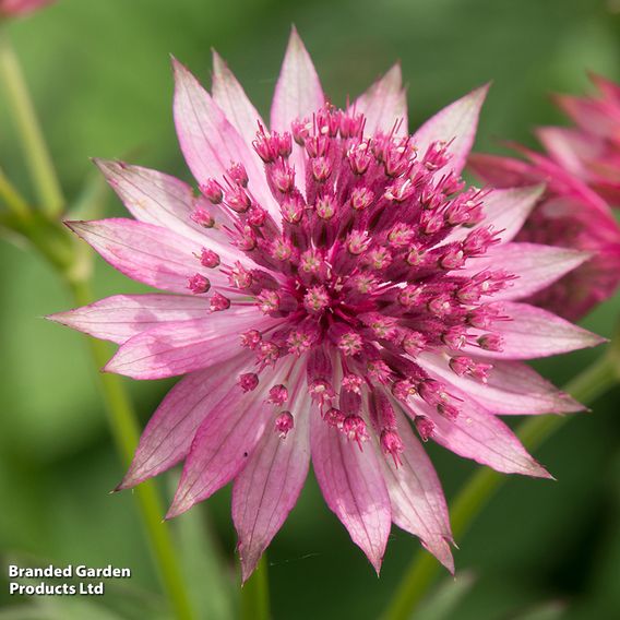 Astrantia major 'Roma'