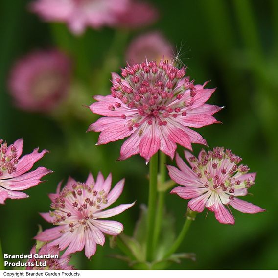 Astrantia major 'Roma'