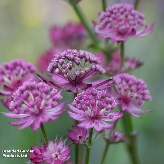 Astrantia major 'Star of Beauty'