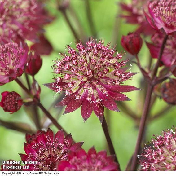 Astrantia Duo