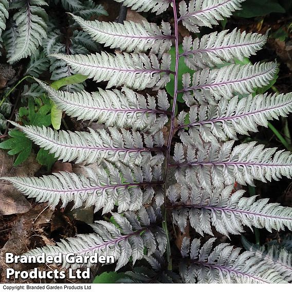 Athyrium niponicum var. pictum 'Burgundy Lace'