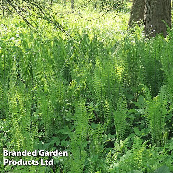 Athyrium filix-femina