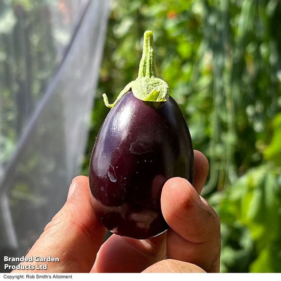 Aubergine 'Baby Black Jack'