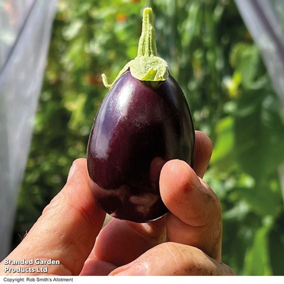 Aubergine 'Baby Black Jack'