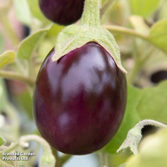 Aubergine 'Baby Black Jack'