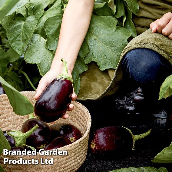 Aubergine Genie F1 Seeds