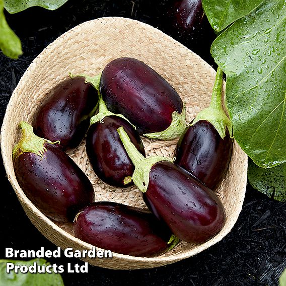 Aubergine Genie F1 Seeds