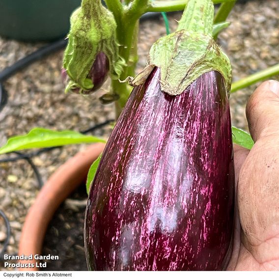 Aubergine 'Graffiti' F1 - Seeds