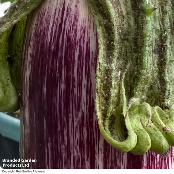 Aubergine 'Graffiti' F1 - Seeds