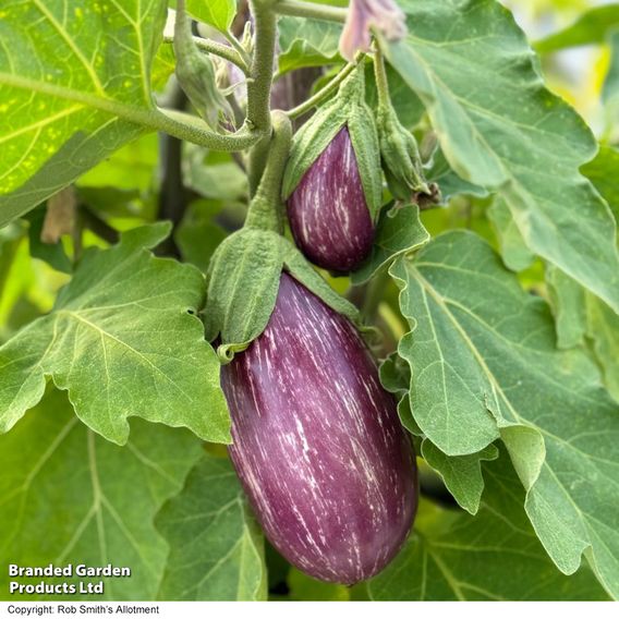 Aubergine 'Graffiti' F1 - Seeds