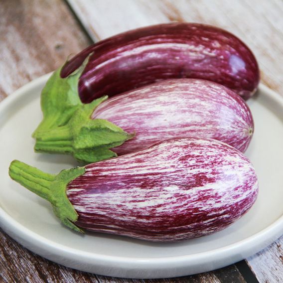 Aubergine 'Graffiti' F1 - Seeds