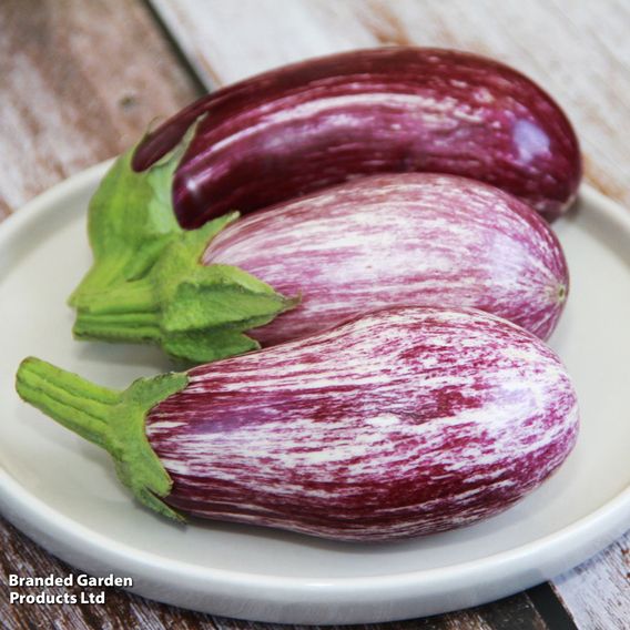 Aubergine 'Graffiti' F1 - Seeds