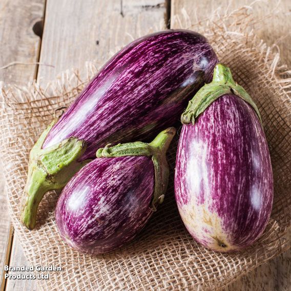 Aubergine 'Graffiti' F1 - Seeds