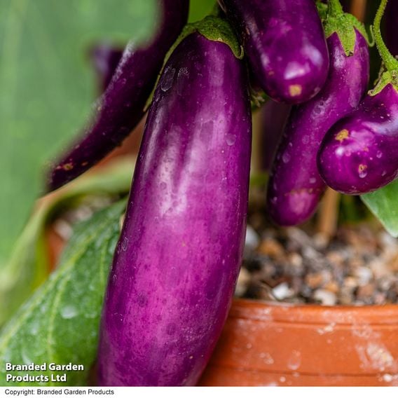 Aubergine 'Lilac Wand'