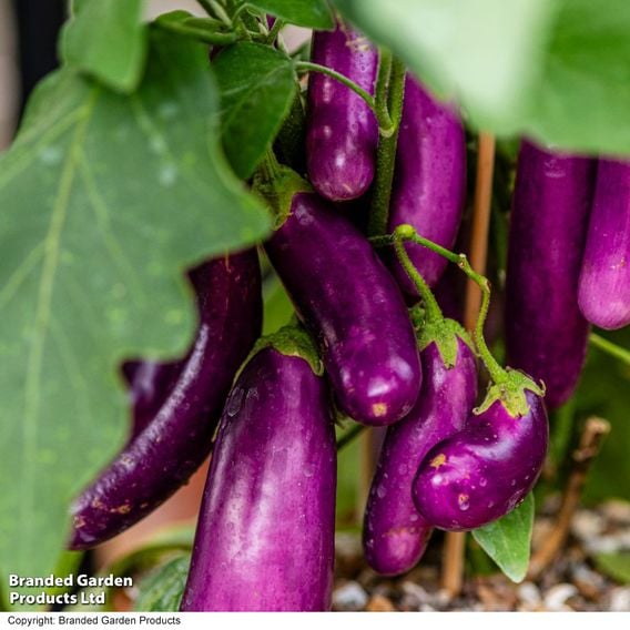 Aubergine 'Lilac Wand'