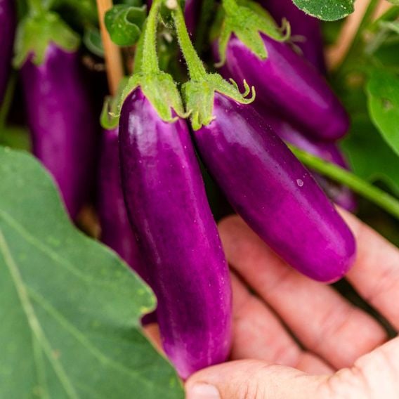 Aubergine 'Lilac Wand' - Seeds